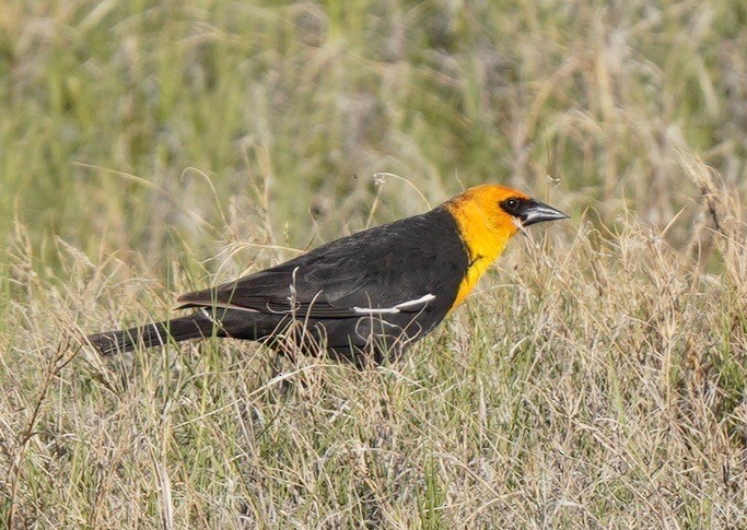Yellow-headed Blackbird - ML618337749