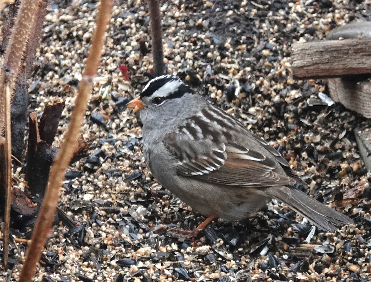White-crowned Sparrow - ML618337753