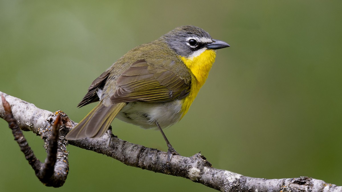 Yellow-breasted Chat - ML618337756