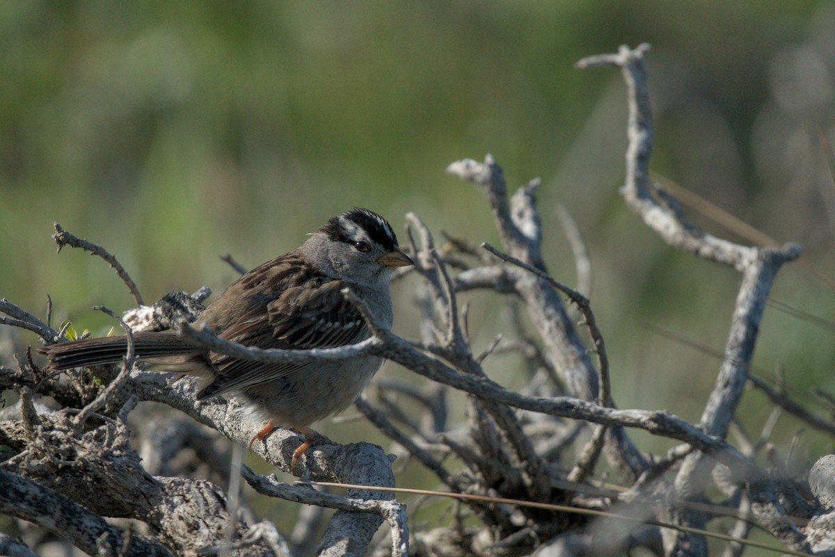 White-crowned Sparrow - ML618337766