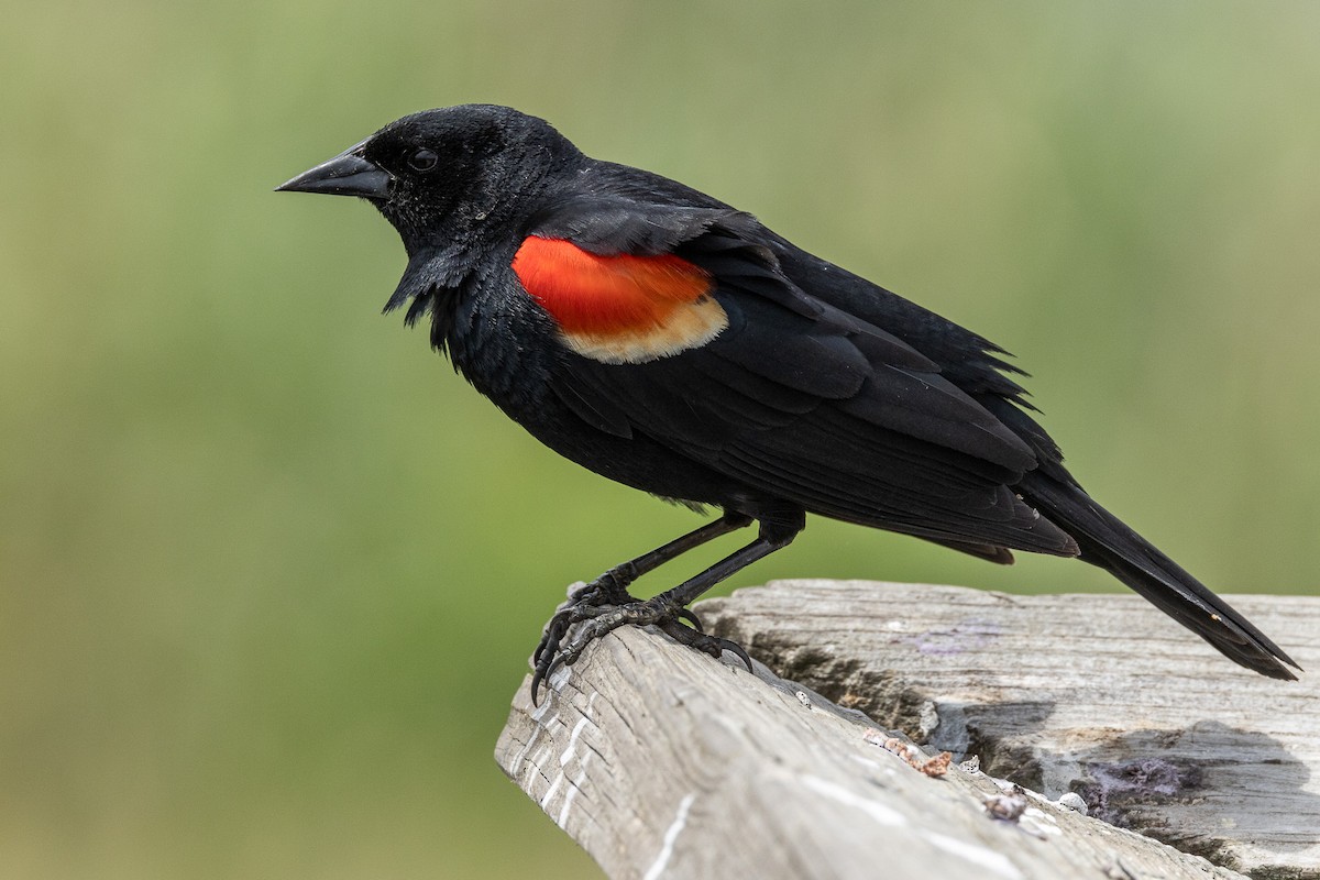 Red-winged Blackbird - ML618337775