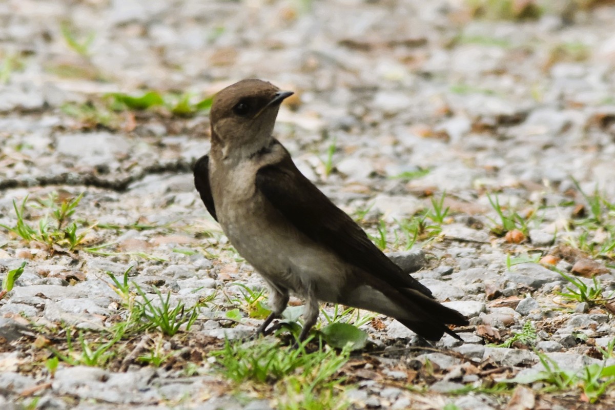 Northern Rough-winged Swallow - ML618337778