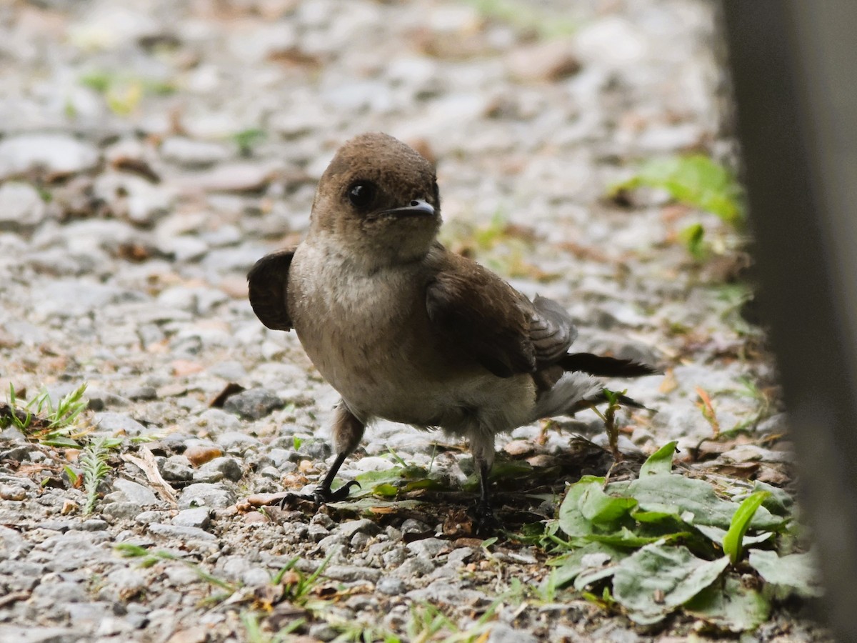 Northern Rough-winged Swallow - ML618337779