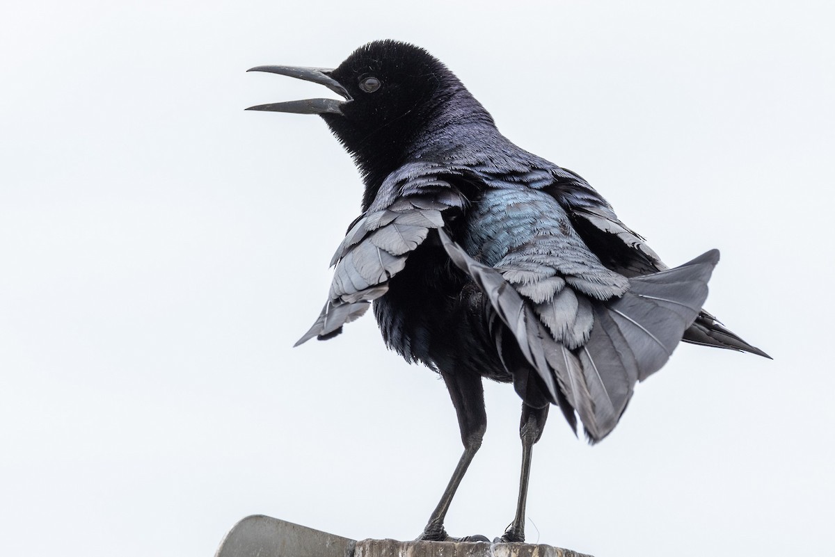Boat-tailed Grackle - ML618337790