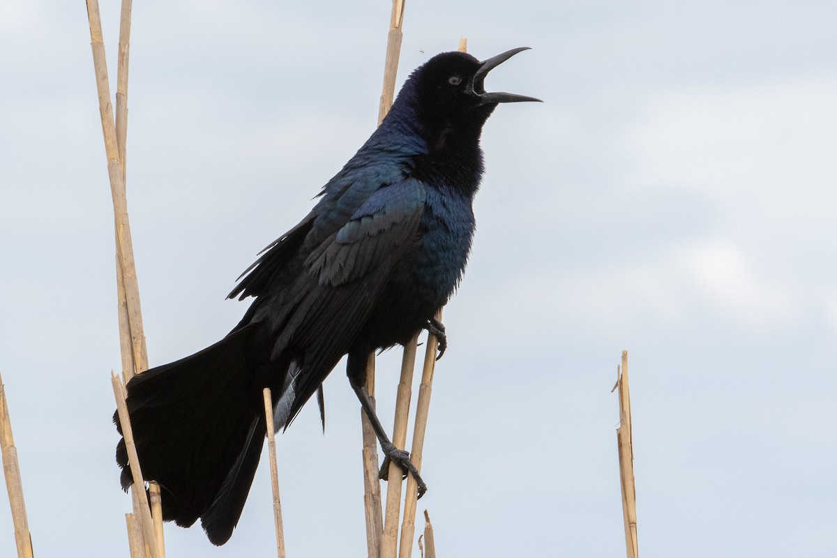 Boat-tailed Grackle - ML618337791