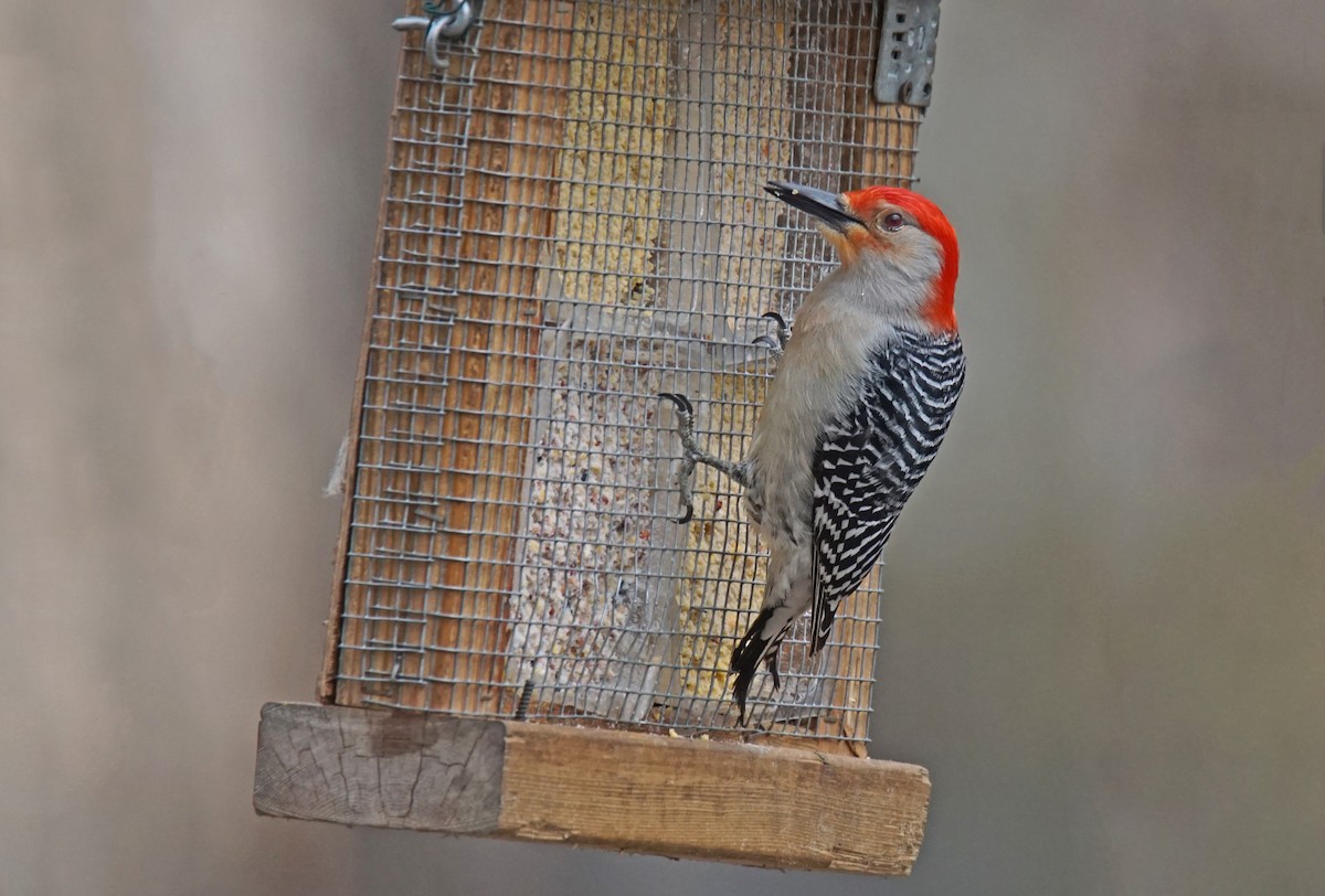 Red-bellied Woodpecker - ML618337822