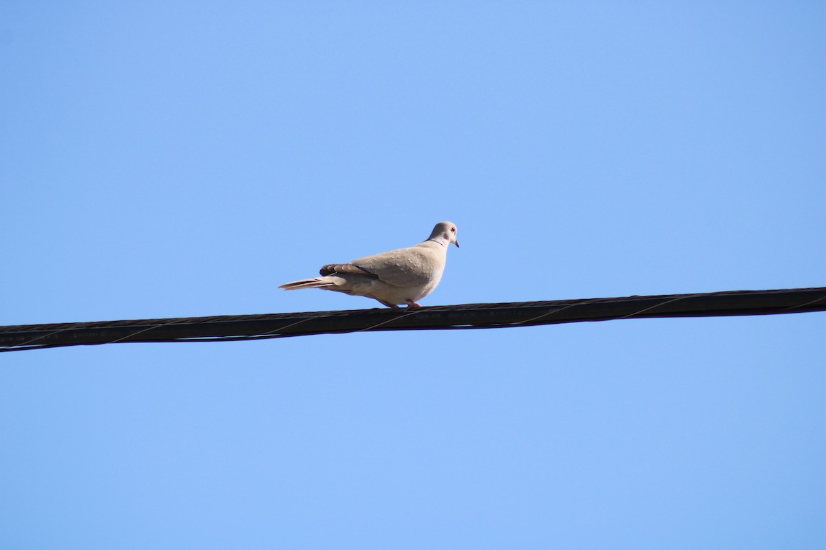 Eurasian Collared-Dove - ML618337834