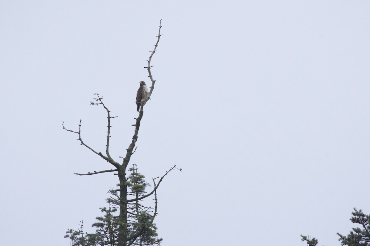 Red-tailed Hawk - ML618337881