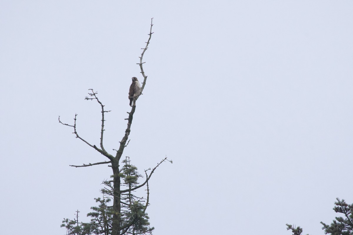 Red-tailed Hawk - ML618337882