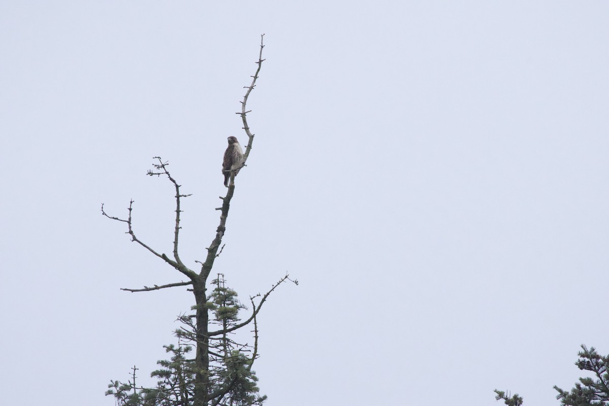 Red-tailed Hawk - ML618337883
