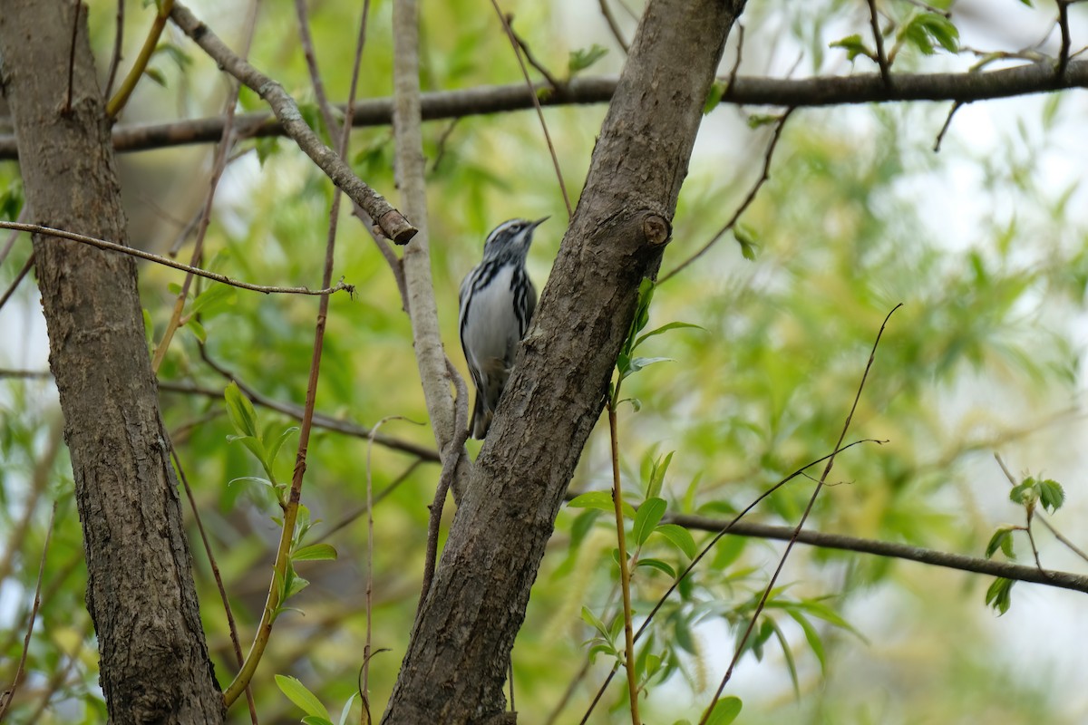 Black-and-white Warbler - ML618337891