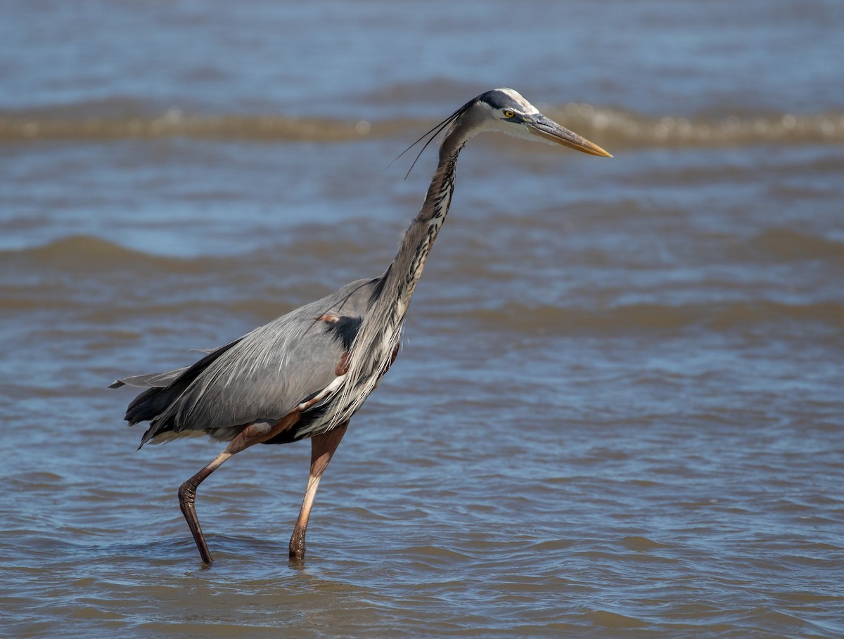 Great Blue Heron (Great Blue) - William Price