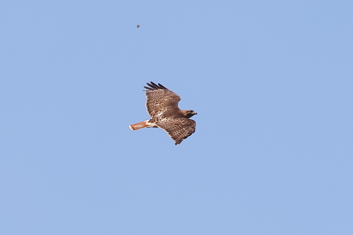 Red-tailed Hawk - ML618337938