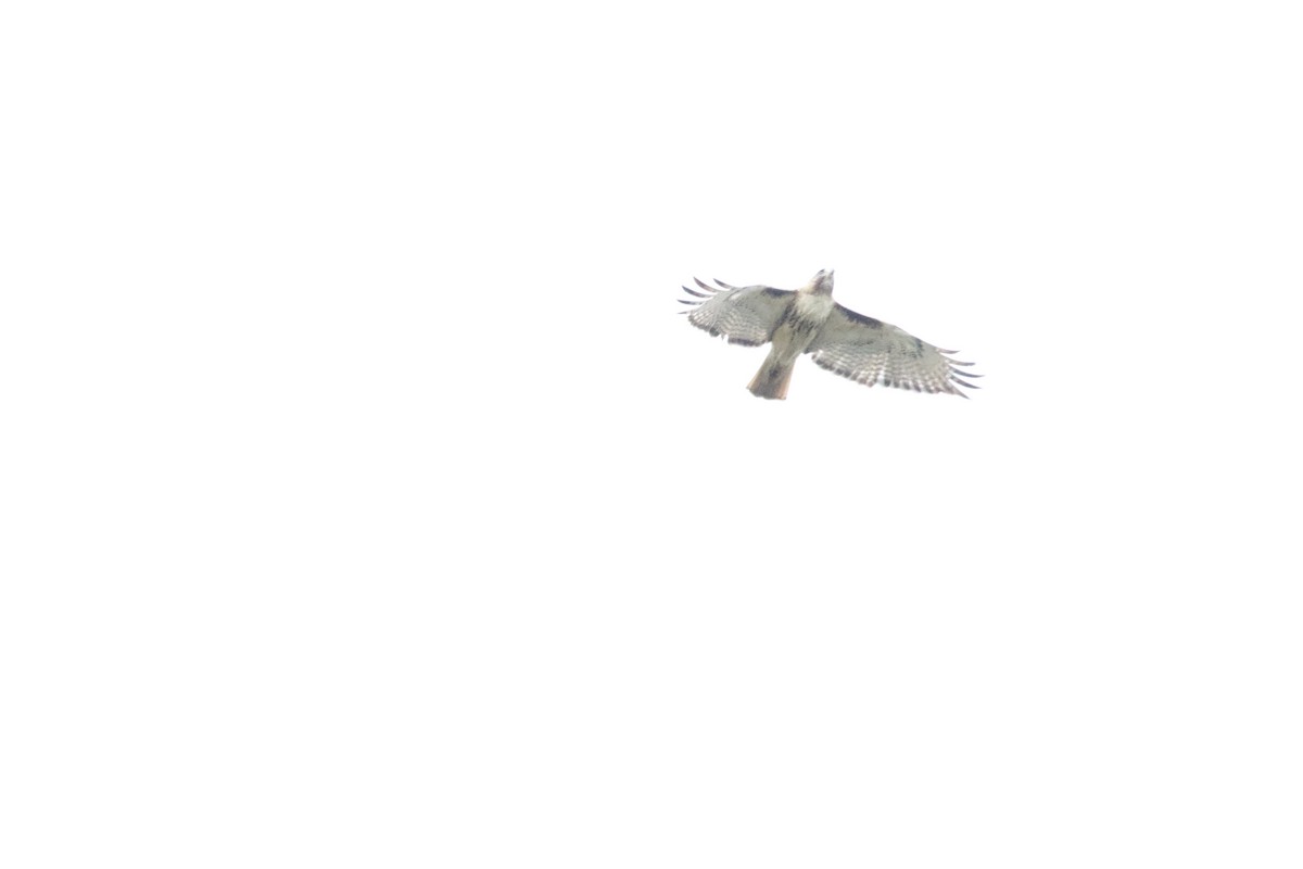 Red-tailed Hawk - ML618337947