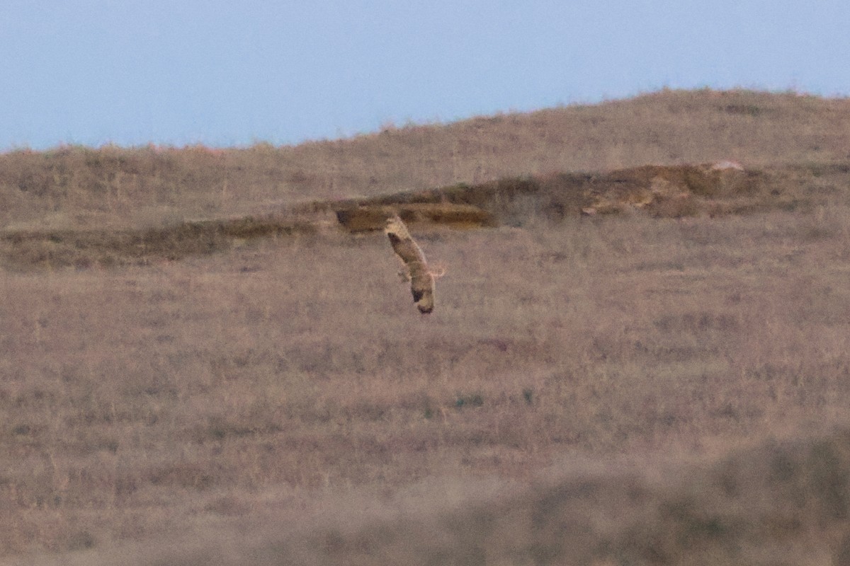 Short-eared Owl (Northern) - ML618337982