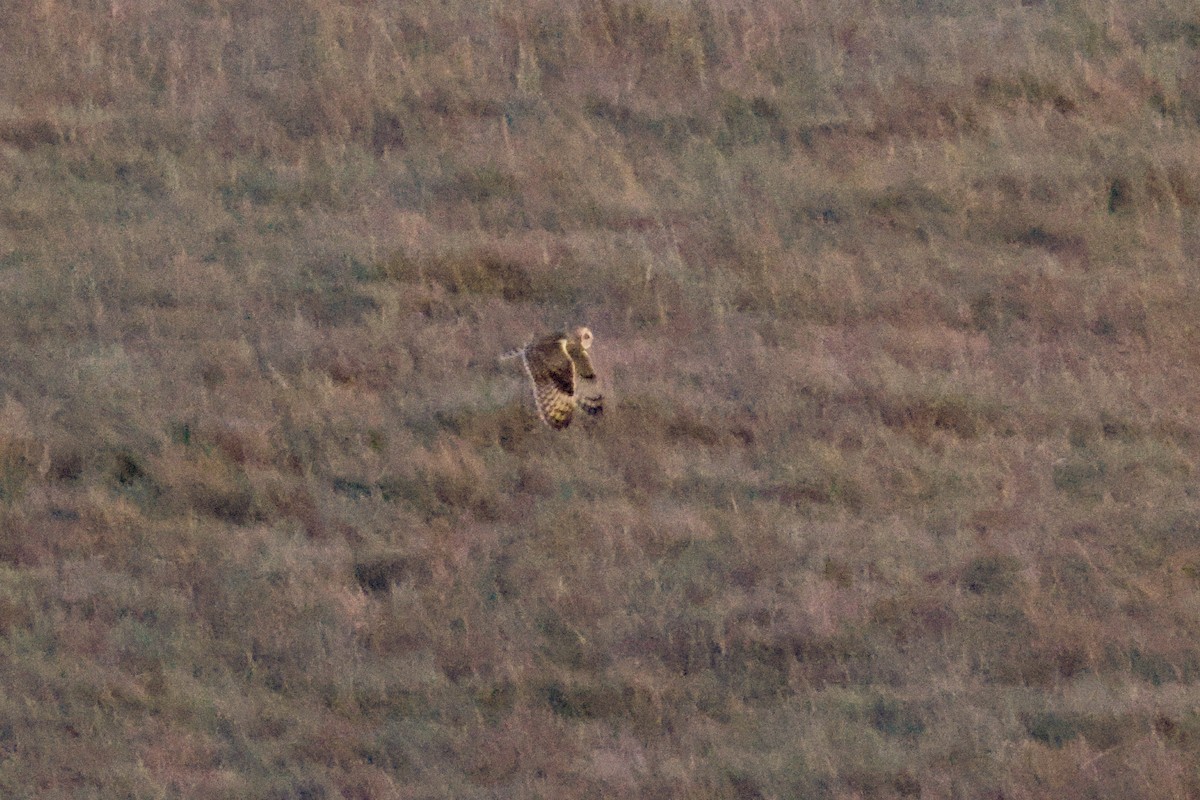 Short-eared Owl (Northern) - ML618337983