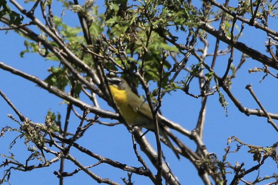 Yellow-breasted Chat - ML618337987
