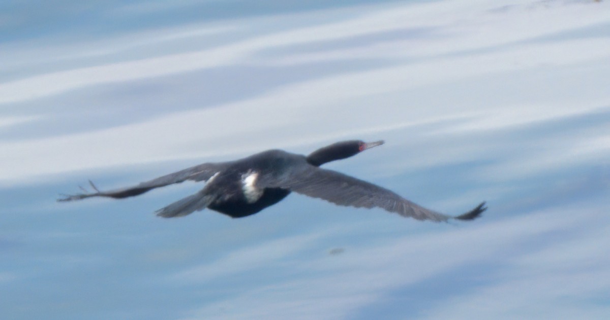Pelagic Cormorant - ML618337988