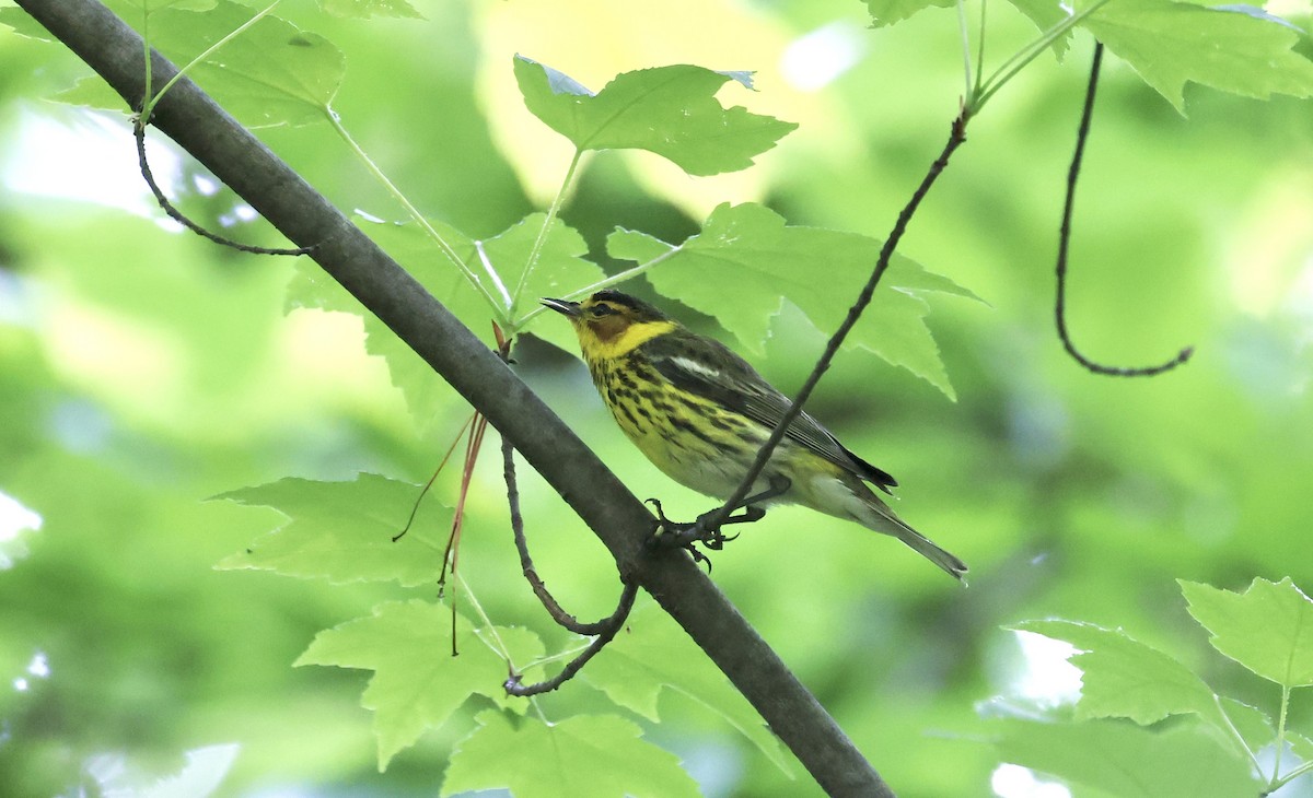 Cape May Warbler - ML618338008