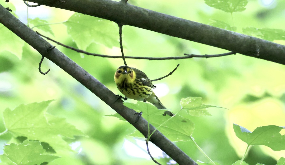 Cape May Warbler - ML618338009