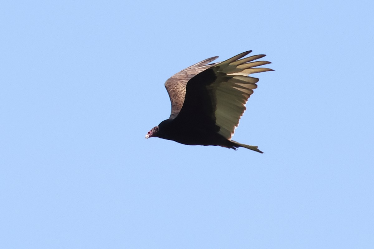Turkey Vulture - ML618338017