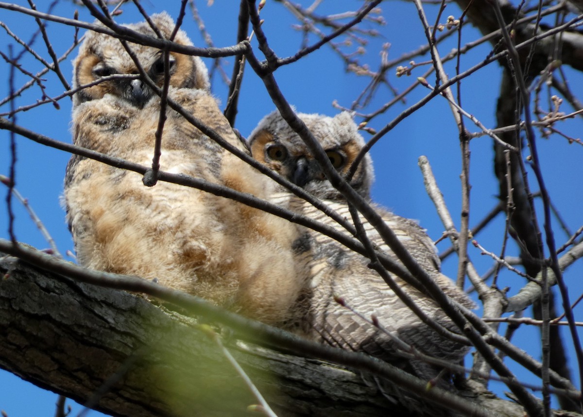 Great Horned Owl - ML618338018