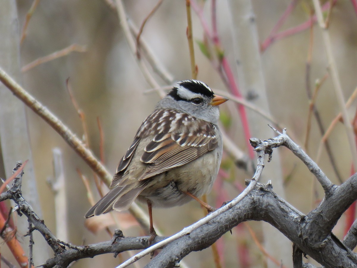 White-crowned Sparrow - ML618338025