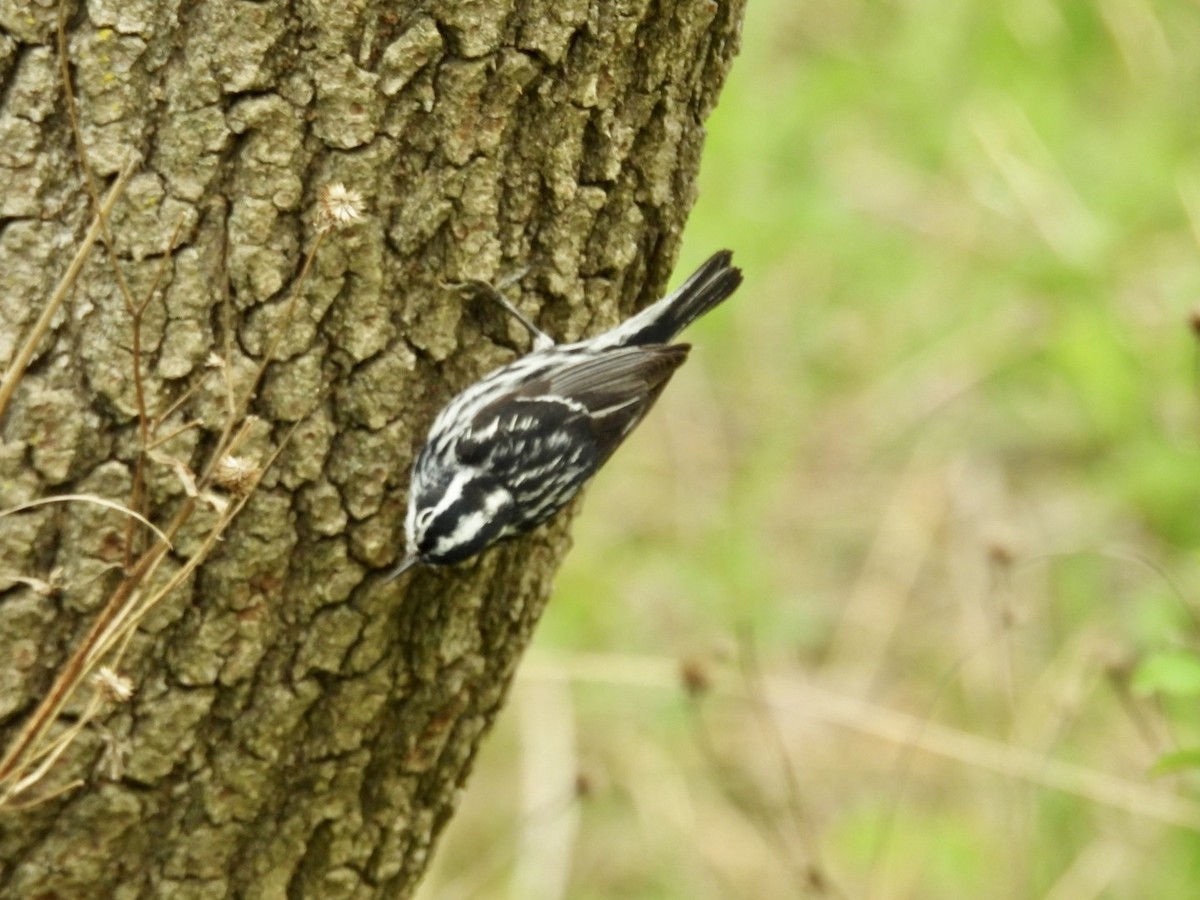 Black-and-white Warbler - ML618338052