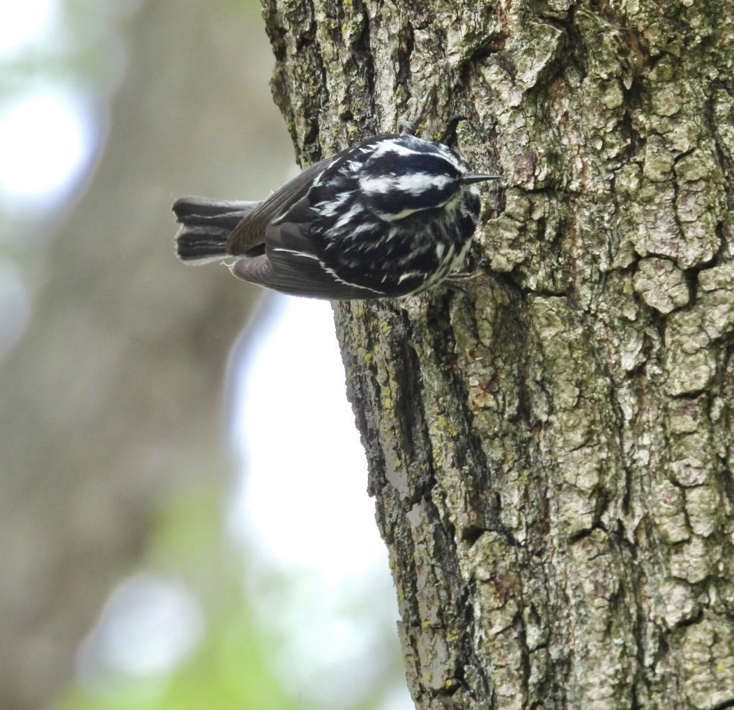 Black-and-white Warbler - ML618338053