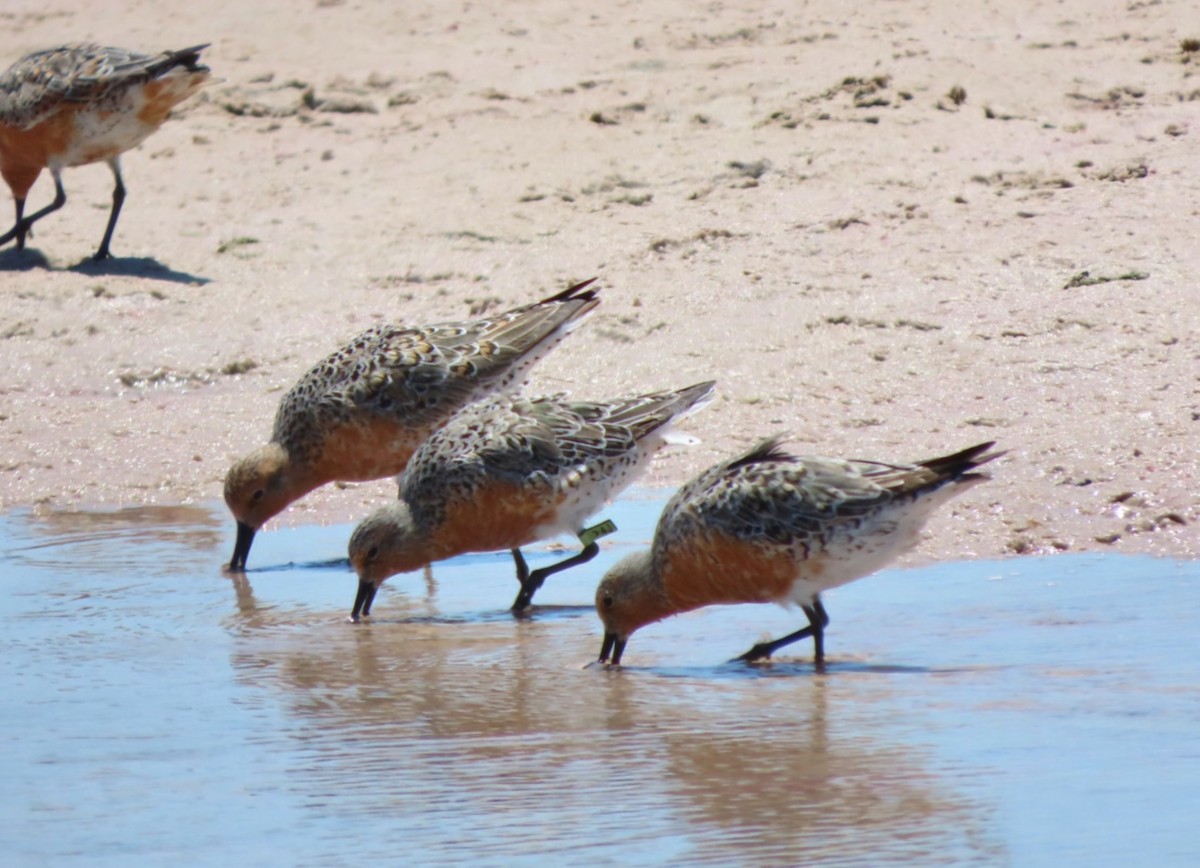 Red Knot - ML618338063