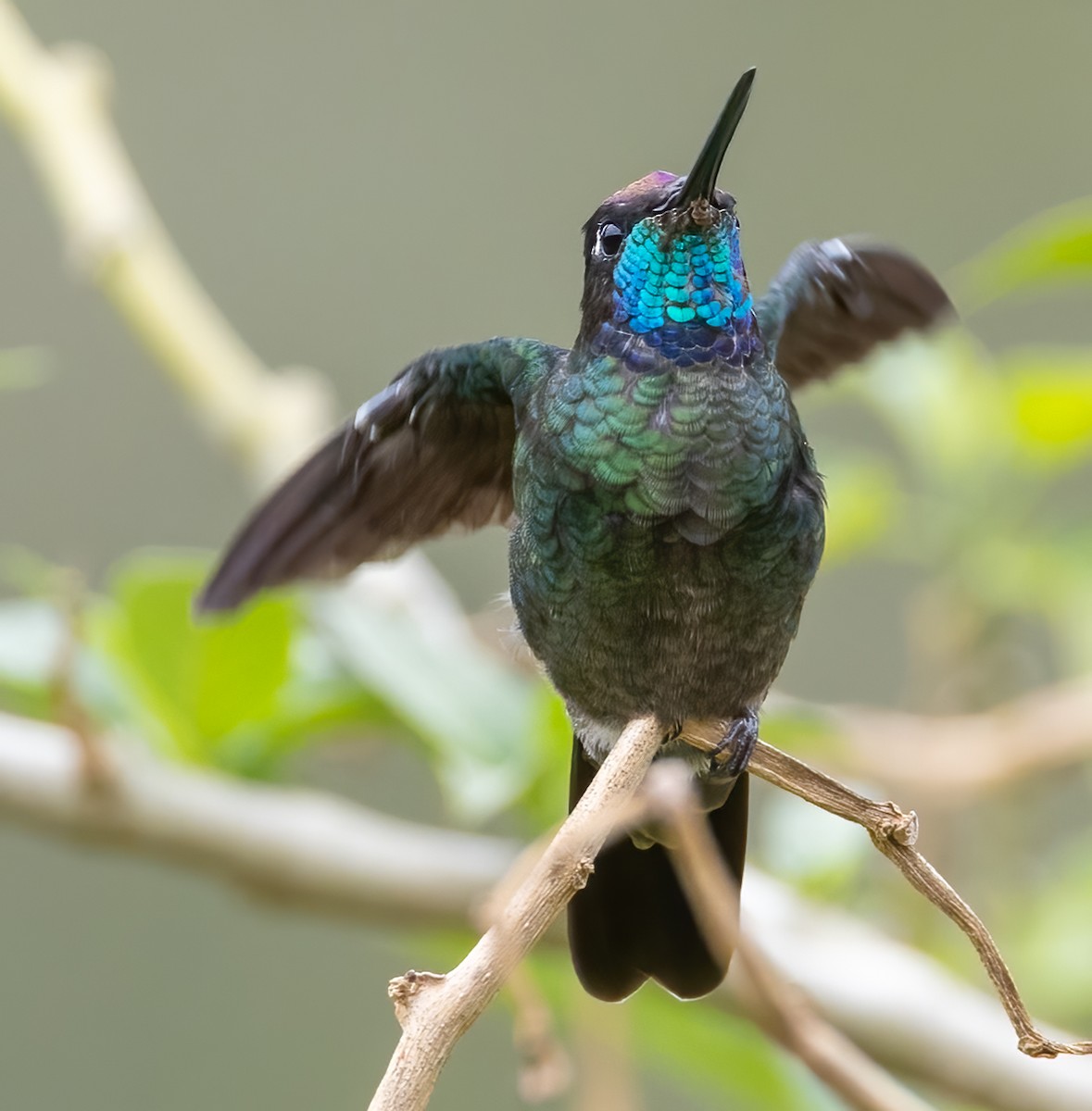 Talamanca Hummingbird - ML618338101