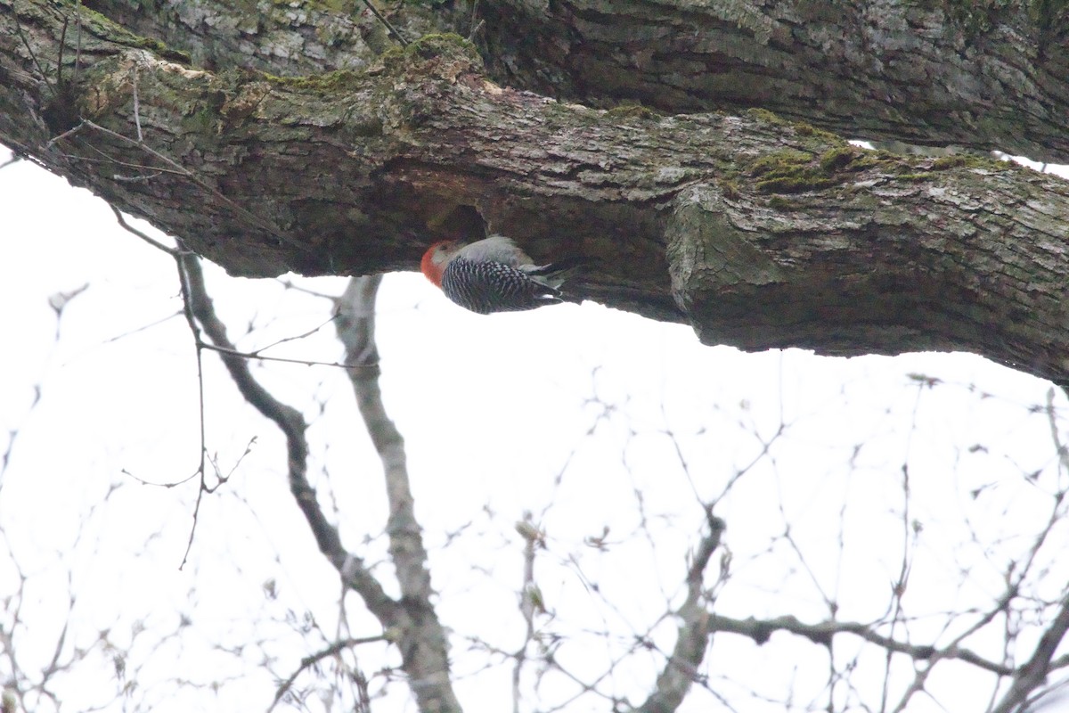 Red-bellied Woodpecker - ML618338102