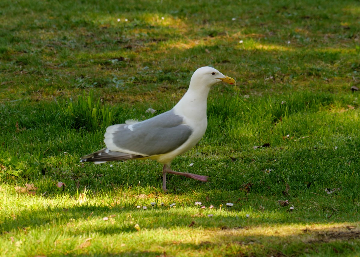 Glaucous-winged Gull - Larry Joseph