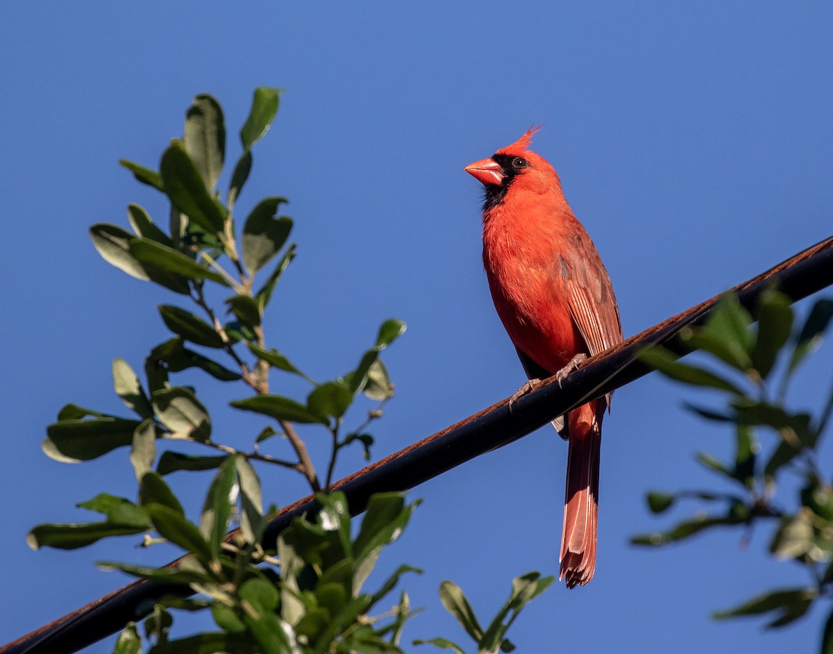 Красный кардинал [группа cardinalis] - ML618338114