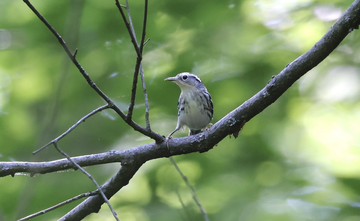 Black-and-white Warbler - ML618338115