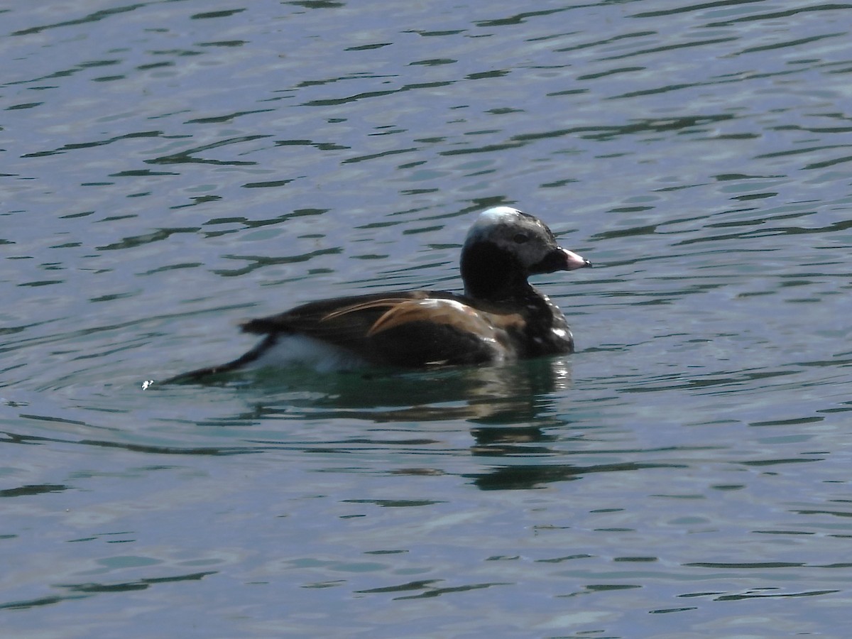 Long-tailed Duck - Brenda Aburto
