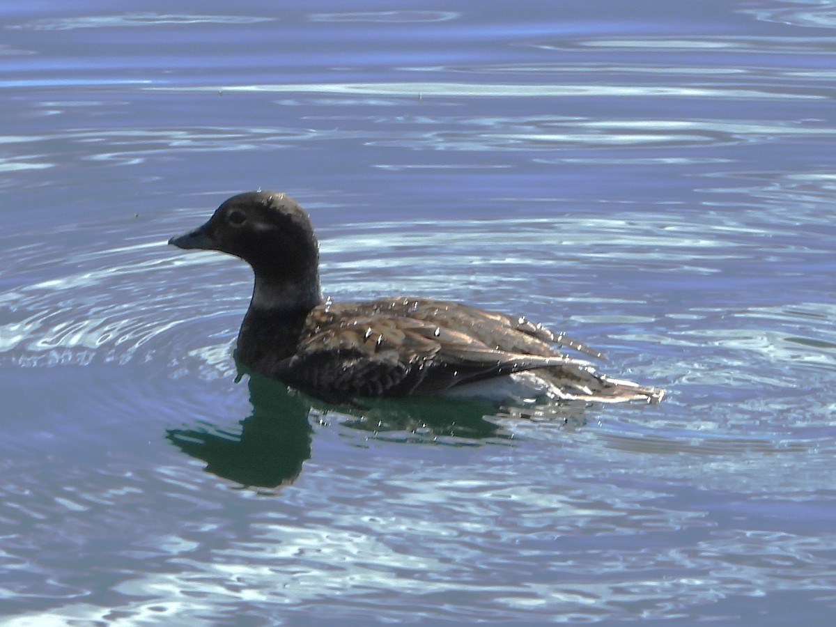 Long-tailed Duck - Brenda Aburto