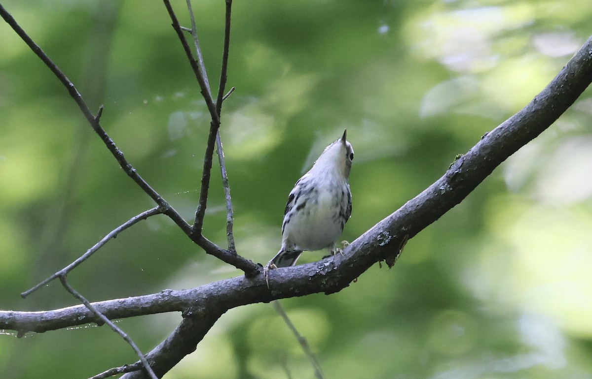 Black-and-white Warbler - ML618338127