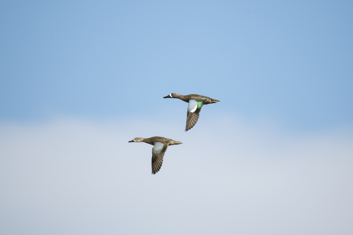 Blue-winged Teal - ML618338131
