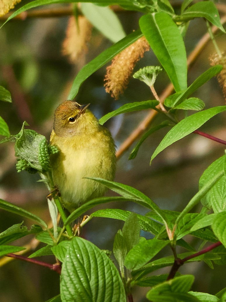 Orange-crowned Warbler (lutescens) - Anonymous