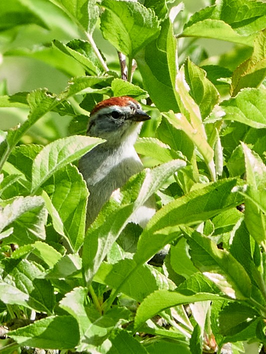 Chipping Sparrow - ML618338143