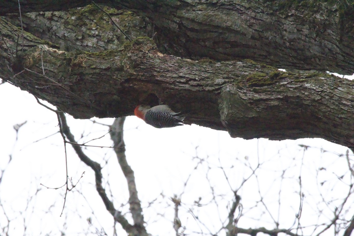 Red-bellied Woodpecker - ML618338147