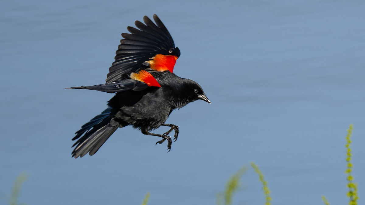 Red-winged Blackbird - ML618338149