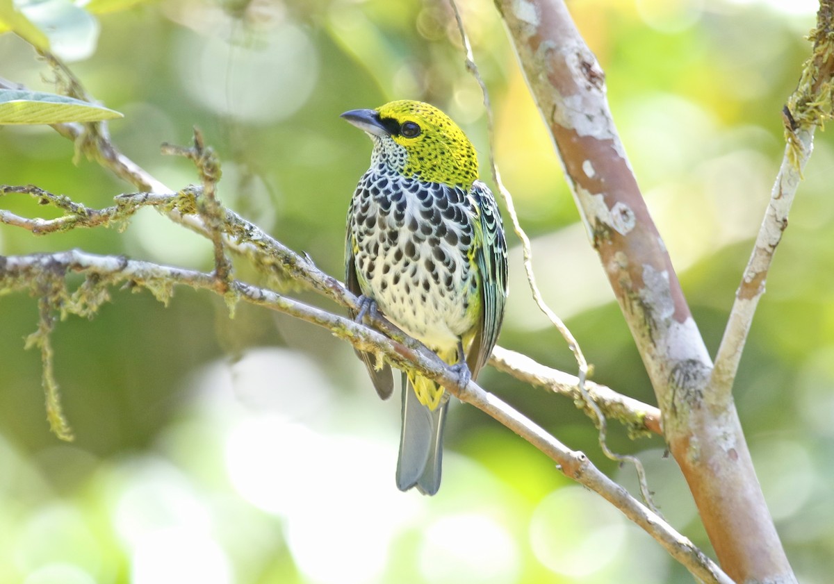 Speckled Tanager - ML618338180