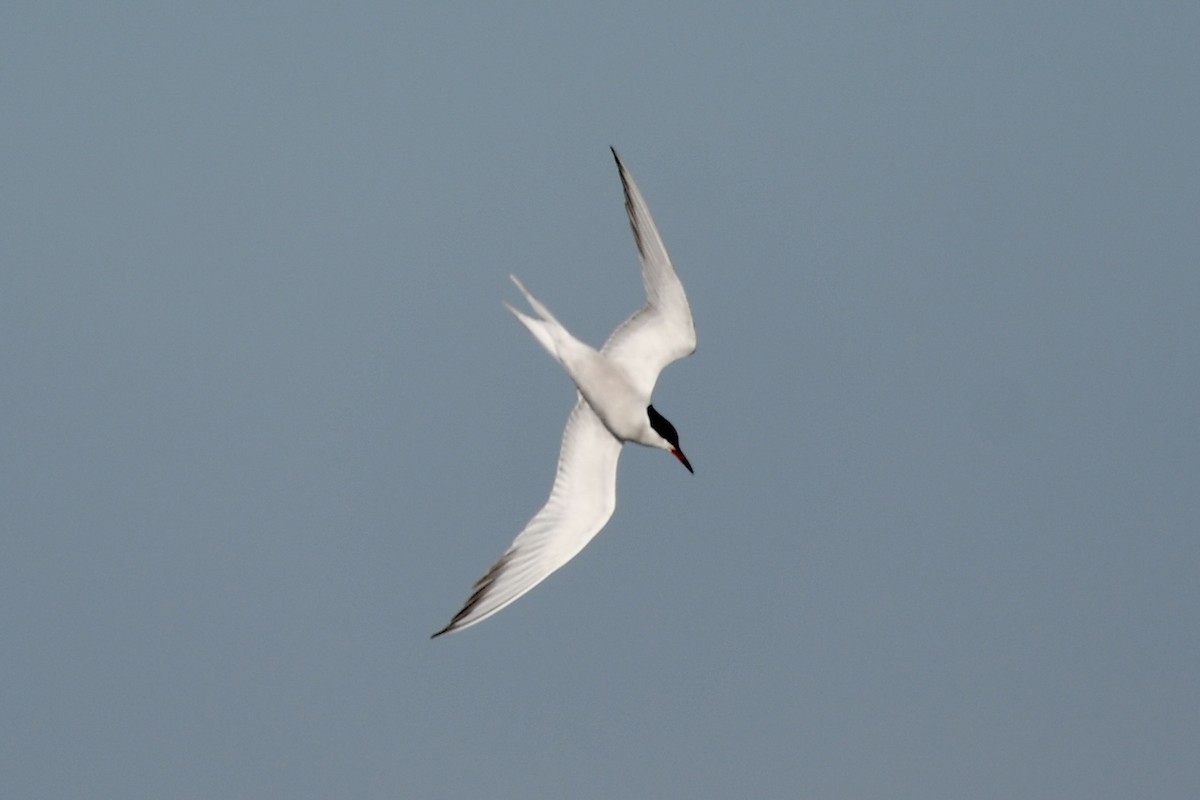 Common Tern - ML618338274