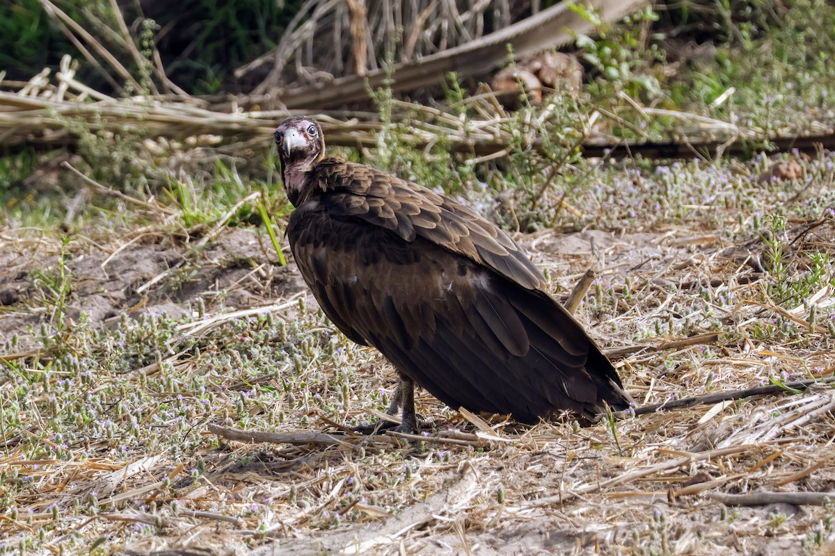 Hooded Vulture - ML618338287