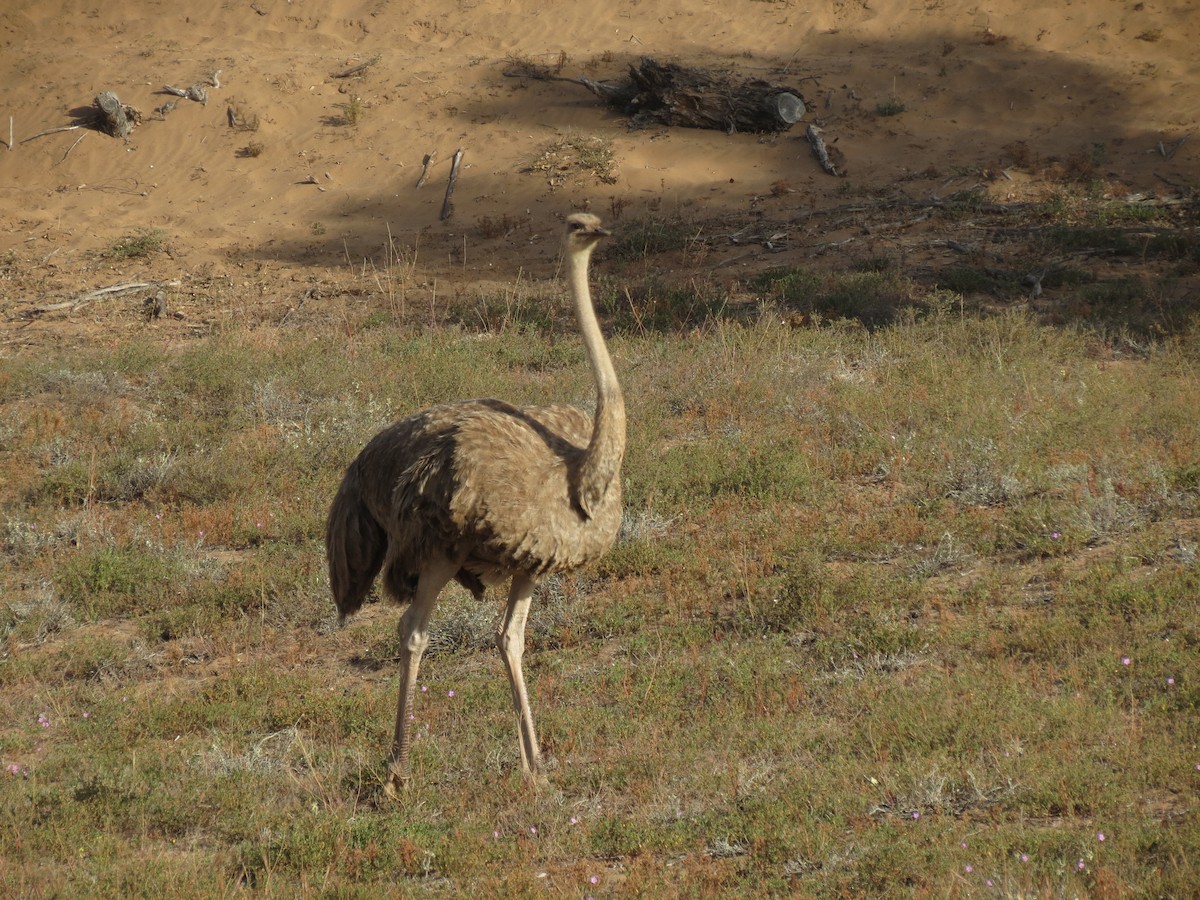 Common Ostrich - ML618338300