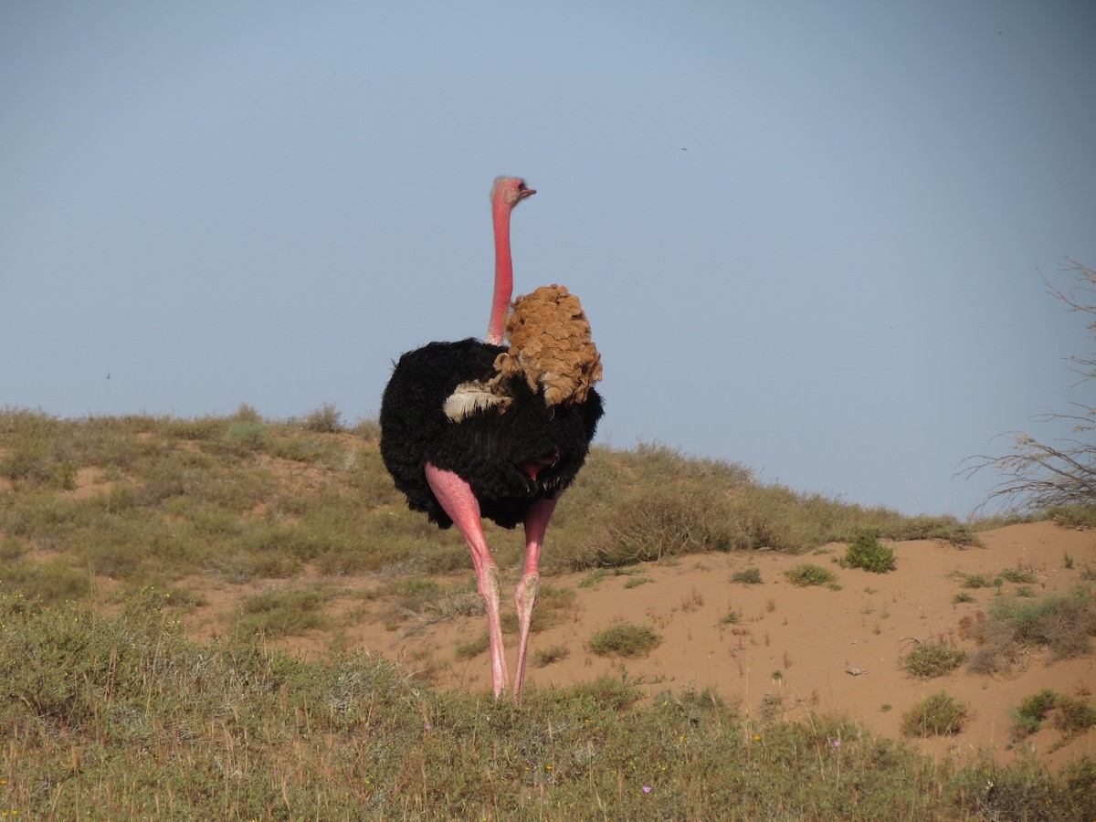 Common Ostrich - ML618338315