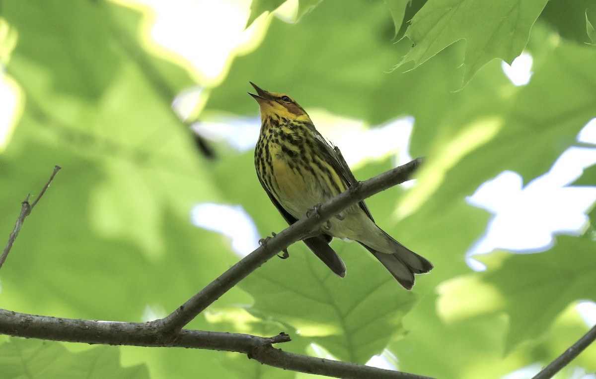 Cape May Warbler - ML618338334