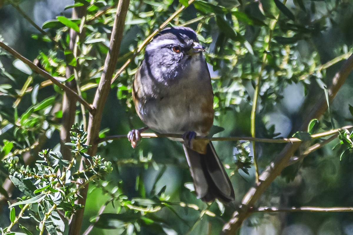 Gray-throated Warbling Finch - ML618338367